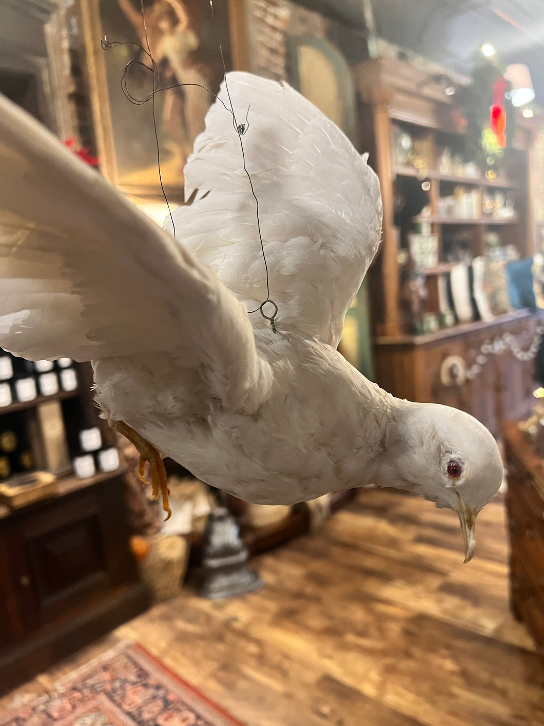 Vintage Taxidermy Dove Bird