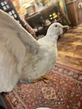 Load image into Gallery viewer, Vintage Taxidermy Dove Bird