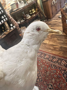 Vintage Taxidermy Dove Bird