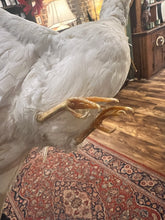 Load image into Gallery viewer, Vintage Taxidermy Dove Bird