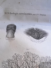 Load image into Gallery viewer, Antique Etching early 1800s French Zoological Floral Species