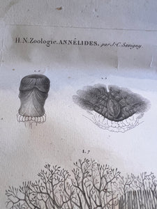 Antique Etching early 1800s French Zoological Floral Species