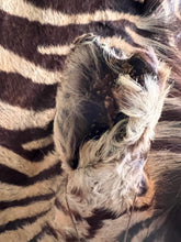 Load image into Gallery viewer, Antique, zebra hide rug taxidermy