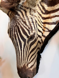 Antique, zebra hide rug taxidermy