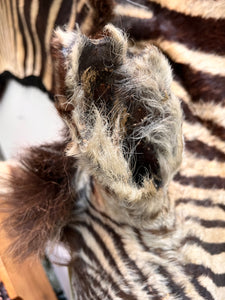 Antique, zebra hide rug taxidermy