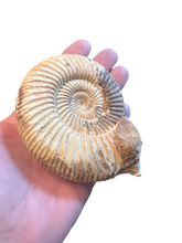 Load image into Gallery viewer, Large Trilobite Fossil