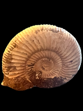 Load image into Gallery viewer, Large Trilobite Fossil