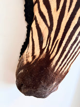 Load image into Gallery viewer, Antique, zebra hide rug taxidermy